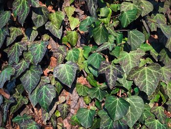 High angle view of plant growing on field