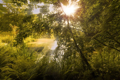 Sunlight streaming through trees in forest