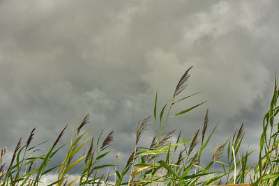 Low angle view of plant growing on field against sky