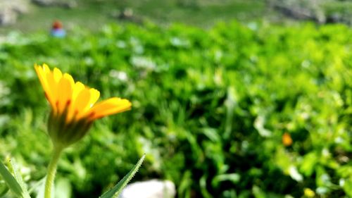 Close-up of yellow flower blooming on field