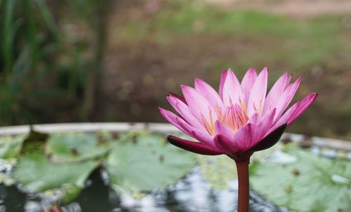Close-up of pink lotus water lily in pond