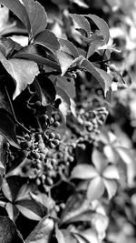 Close-up of flowering plant against tree