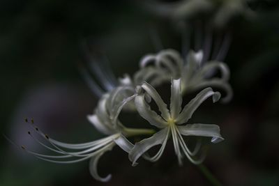 Close-up of white flowering plant