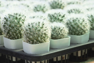 Close-up of potted cactus plant