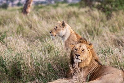 Typical wildlife  scene in serengeti national park tanzania 