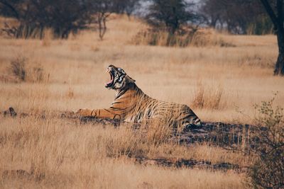 Tiger yawning while sitting on land