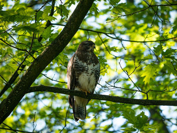 Low angle view of eagle perching on tree