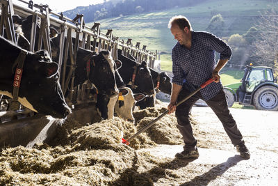 Farmer using a shovel to bring food closer to the cows on a farm