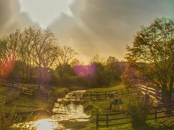 Sun shining through trees