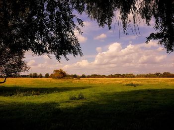 Scenic view of field against sky