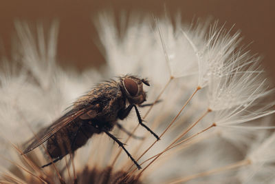 Fly and dandelion clock . orange toned . nature concept