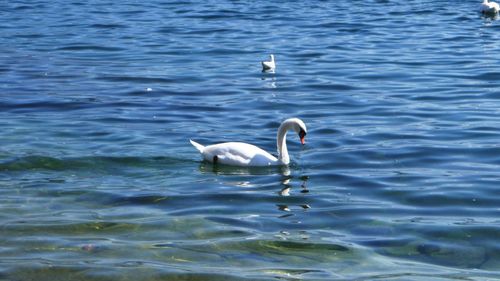 Swans swimming in lake