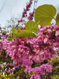 Close-up of pink flowers