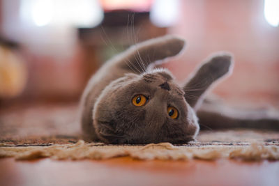 Close-up portrait of a cat