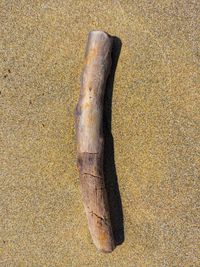 High angle view of an animal on sand