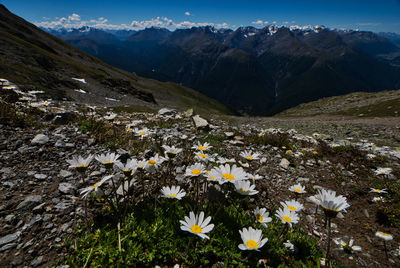 Scenic view of flowering plants and mountains against sky