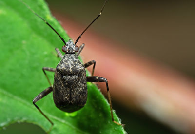 Close-up of insect on leaf