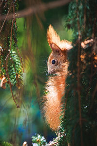 Close-up of squirrel on tree in the morning light