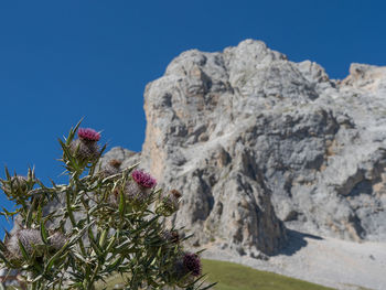 Low angle view of flowering plants on rock against blue sky