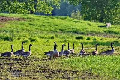 Flock of birds on grassy field