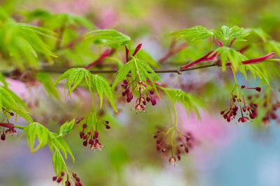 Close-up of leaves on plant