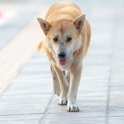 Close-up portrait of dog