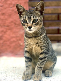 Close-up portrait of tabby cat sitting outdoors