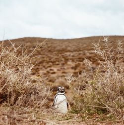 Rear view of penguin on field against sky