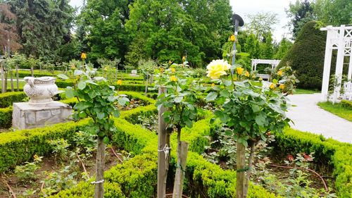 Plants and trees in park