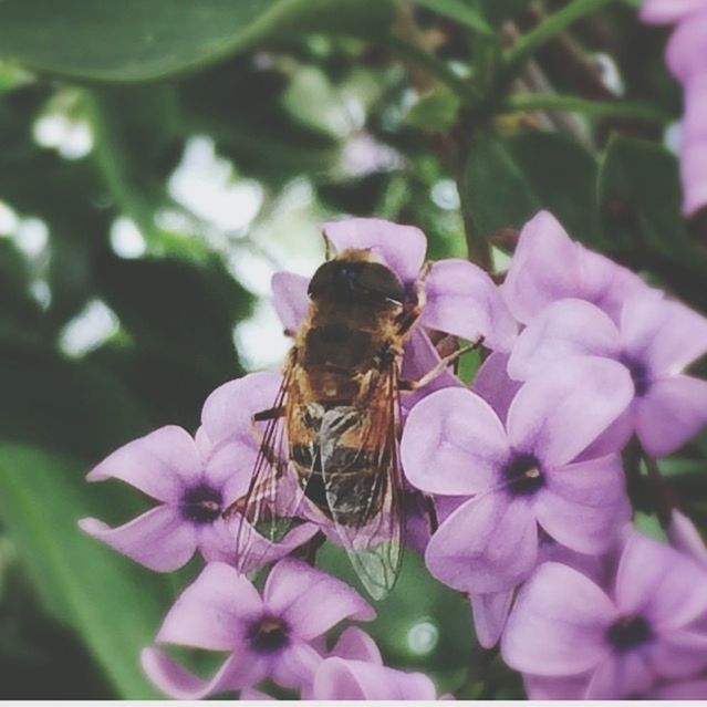 flower, petal, freshness, fragility, insect, flower head, growth, one animal, beauty in nature, pink color, close-up, animal themes, animals in the wild, nature, purple, focus on foreground, wildlife, blooming, plant, pollination