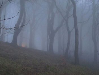 Trees in forest