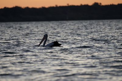Duck swimming in sea