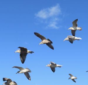 Low angle view of seagulls flying