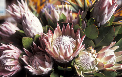 Close-up of proteas