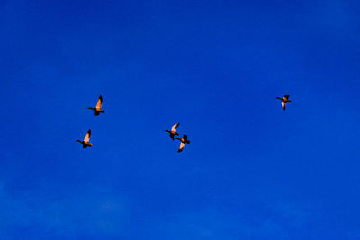 Low angle view of birds flying in sky