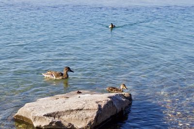 High angle view of ducks swimming on lake