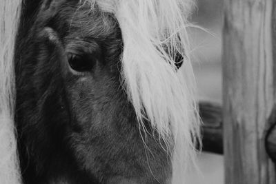 Close-up portrait of a horse