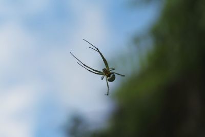 Close-up of insect