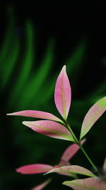 Close-up of pink leaves on plant