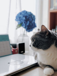 Close-up of a cat on table at home