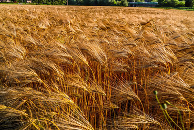 Scenic view of wheat field