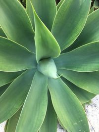 Full frame shot of succulent plant