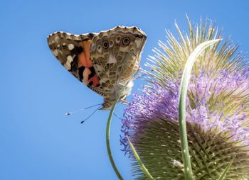 Close-up of butterfly pollinating on flower