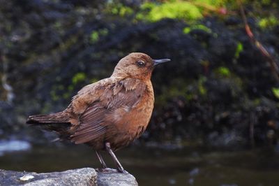 Close-up of bird perching on rock