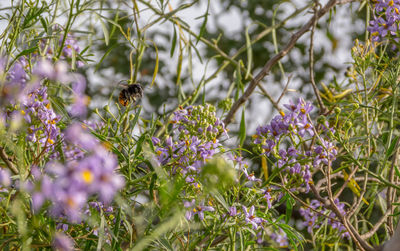 Bee pollinating flower