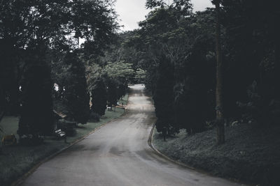 Empty road amidst trees in forest