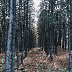 Road passing through forest