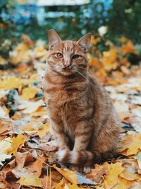 Portrait of cat sitting on leaves during autumn