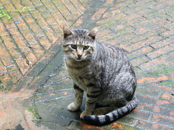 Portrait of tabby cat