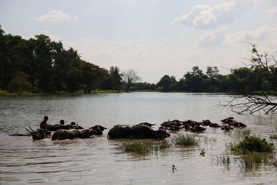 View of ducks swimming in lake